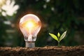 ightbulb with small plant on soil and sunshine. concept saving power Royalty Free Stock Photo
