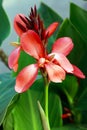 Ightly colored scarlet canna lily flowers Royalty Free Stock Photo