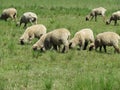 Sheep grazing in a sunny morning .