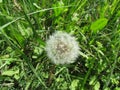 Dandelion seeds scatter in the wind .