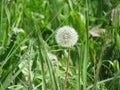 Dandelion seeds scatter in the wind .