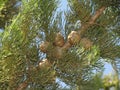Still small pine fruits before ripening