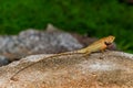 Iguana Jungle Thailand