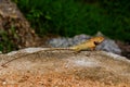 Iguana Jungle Thailand