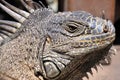 Iguana Royalty Free Stock Photo