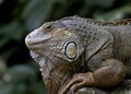 Iguana