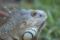 Iguana Royalty Free Stock Photo