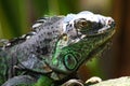 Iguana Royalty Free Stock Photo