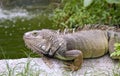 Large green iguana sunning itself on a rock