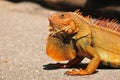 Iguana Royalty Free Stock Photo