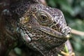 Close-up Headshot of an Iguana Royalty Free Stock Photo