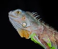 Iguana Royalty Free Stock Photo
