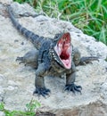 Iguana Royalty Free Stock Photo