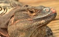 Iguana Royalty Free Stock Photo