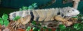 Iguana Royalty Free Stock Photo