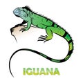 Iguana