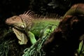 Iguana Royalty Free Stock Photo