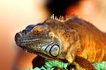 Iguana Royalty Free Stock Photo