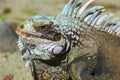 Iguana Royalty Free Stock Photo