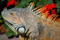 Iguana