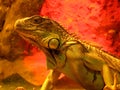 Iguana Royalty Free Stock Photo