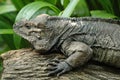 Iguana