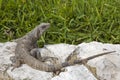 Iguana Royalty Free Stock Photo