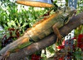 Iguana Royalty Free Stock Photo