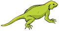 Iguana Royalty Free Stock Photo