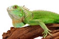 Iguana