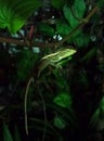 Iguana adapting to green leaves at night