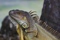 Iguana, American iguana is a lizard reptile in the Iguana in the iguana family. And in the subfamily Iguanidae.
