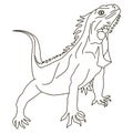 Iguana, animal, black and white drawing. Vector.