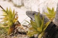 Iguana among plants in Isla Mujeres