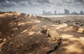 Iguana on arid ground Behind