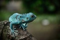 Iguana Royalty Free Stock Photo