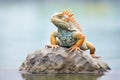 iguana basking on a flat rock