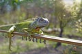 An iguana