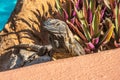 Iguana basking in the sun in the planter by the pool. Royalty Free Stock Photo