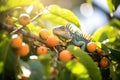 iguana basking in sunlight atop a fruit tree