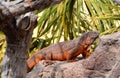 An iguana basks on a rock
