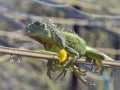 Iguana basks in the sun