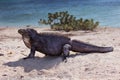 Iguana on the beach Royalty Free Stock Photo