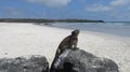 Iguana on a beach of Galapagos Islands Royalty Free Stock Photo