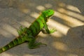 An iguana at a beach in the windward islands Royalty Free Stock Photo