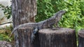 Iguana, beautiful reptile on two tree trunks