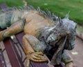 Iguana On A Bench #1 Royalty Free Stock Photo