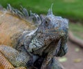 Iguana On A Bench #3 Royalty Free Stock Photo