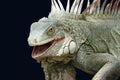 Iguana on black Royalty Free Stock Photo