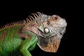 Iguana on black background Royalty Free Stock Photo